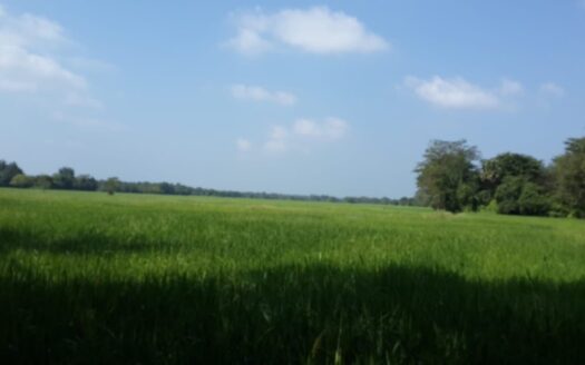 Anuradhapura 123.2 perch property with buildings – For Immediate Sale!